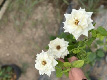 şaxtagülü qiyməti: Qızıl güllər satılır✅ İstənilən qədər var✅ Rəng çeşitləridə var✅ — 7