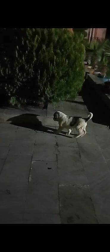 it adlari azeri: 2 ay, Dişi, Ünvandan götürmə — 3