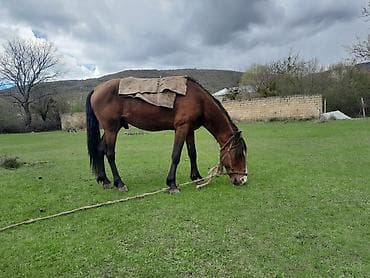 yerli inək cinsləri: Yorqadi cox celddi Xüsusiyyətlər: - Çevik və güclü bədən quruluşu — 1