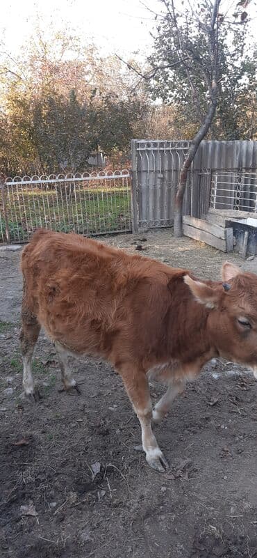 Sağlam heyvandı kəsmyədə yarıyır damazdığada