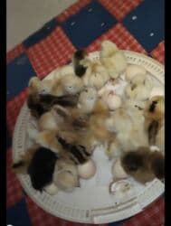 inkubator satisi: 30 yumurta üçün elektrikli inkubator - Model: 30 EGG INCUBATOR — 4