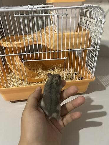 Heyvanlar üçün mallar: Cırtdan hamster və qəfəs dəsti Üsdündə çimək üçün qum və hamıstır — 1