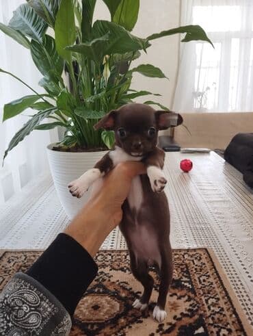 xaski itleri qiymeti: Çixuahua, 2 ay, Sənədli, Ünvandan götürmə — 4