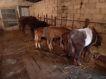 Dana, buzov, Erkək, ay: 1, 100 kq, Ətlik, Ünvandan götürmə, Ödənişli çatdırılma