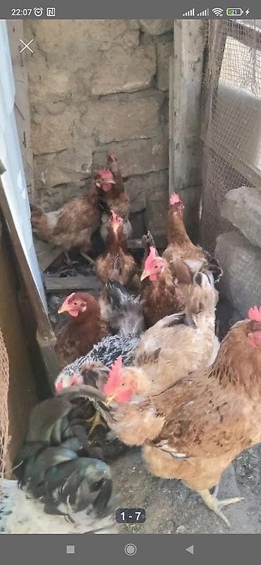 брама: Salam kənd toyuqları satılır 9 fere1 xoruz - Cins növü: Ağ-qara — 5