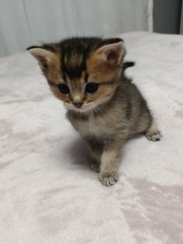 arı şəkilləri: Qızıl şinşilla, Yaxşı əllərə, Pulsuz çatdırılma — 11