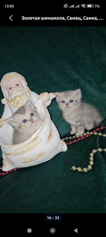 pişiklər üçün: Britan, Yaxşı əllərə — 10