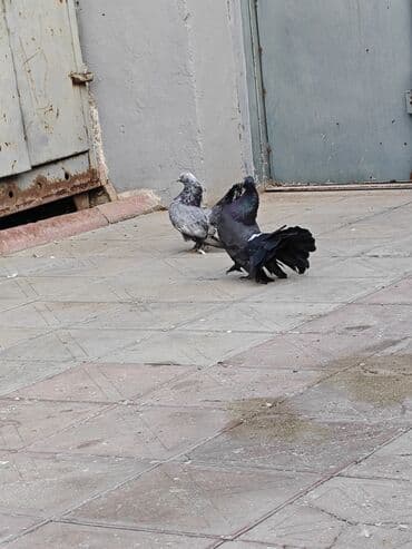 передержка собак баку: Cüt pavlinlər — 5