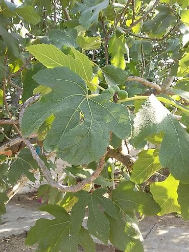 Tinglər: Məhsul: İncir ağacı (Ficus carica) – ting/fidan Təsvir: - Meyvəsi — 1