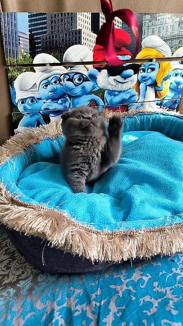 it qiz sekilleri: Şotland, Dişi — 4