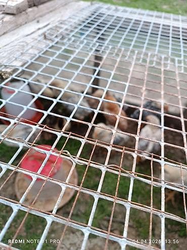 itlerin satisi 2018: Toyuq cücələri, Ətlik, Ünvandan götürmə — 4