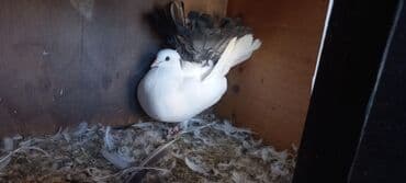 haski satilir: Satılır: Fantail tipli dekorativ göyərçin Xüsusiyyətlər: - Rəng — 3