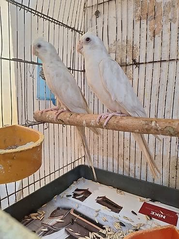 halep kecisi satilir: Ağ yanaqsiz karella 9 ayliqdir təzə cüttə atmişam təmiz — 3