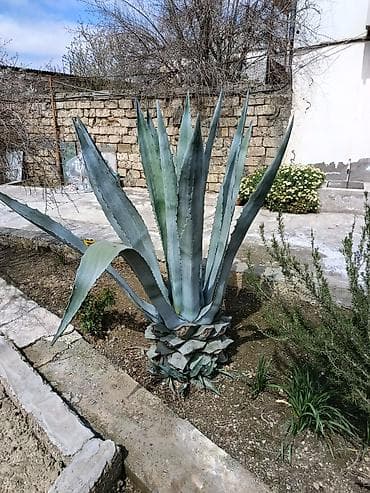 mal dili kaktus: Aqava (Agave americana) – iri dekorativ sukulent - Növ: Agave — 3