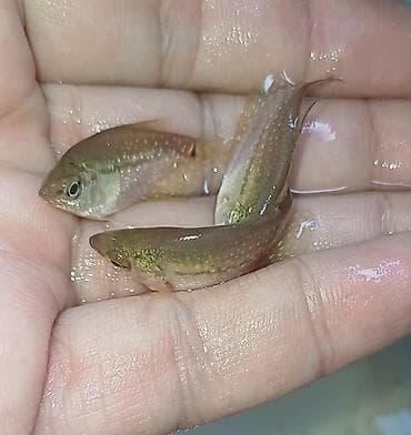 zavod akvarium: Мирные — 1