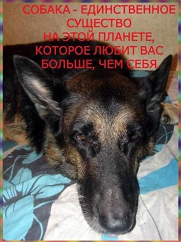 dogo argentin: Cinsi və peyvənd olunmuş İtləri gəzdirmək, saxlamaq, çimizdirmək — 10