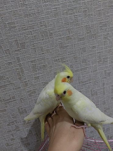 Nerinçi (Cockatiel) – lutino mutasiyalı cüt quş - Rəng: açıq sarı-ağ