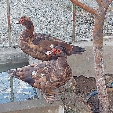 soya yemi: 1 ədəd Orginal Krasnador Fərəsi 5 Aylıqdı tam sağlam Aktiv ördəyd sonu — 2