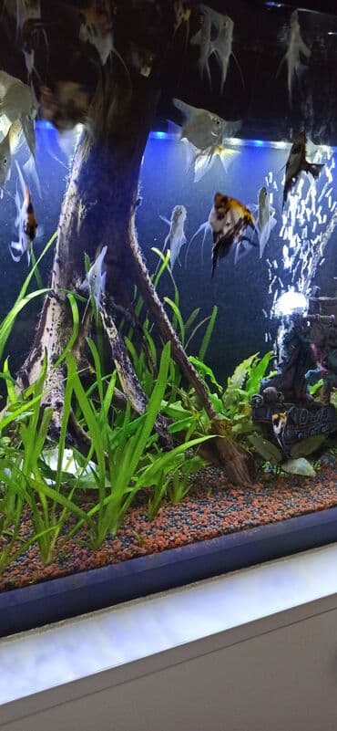 balıx: Mələk balığı (skalyari), Sülhsevər — 2