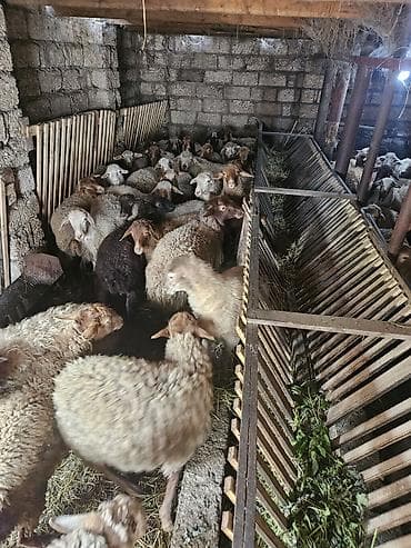 aksolotl satın al: Salamlar ALLAH qurbanlarnızî qebul etsin qurbanlıq ve damazlîq quzular — 3