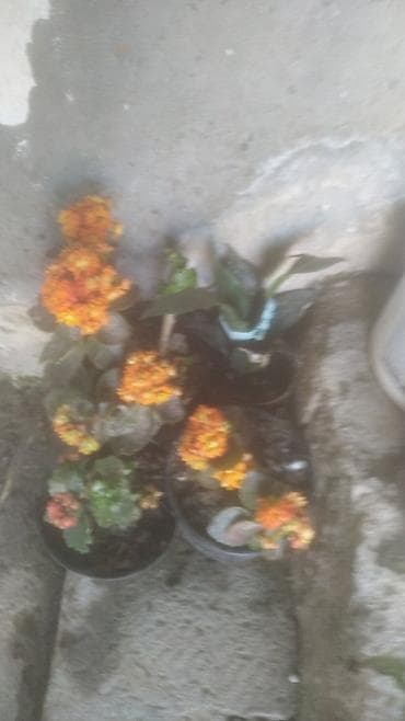sarmasiq guller: Qapalı və balkon məkanları üçün saksı bitkiləri dəsti. Tərkib: - 3 — 1