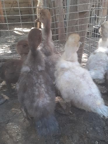 ov tiri satilir: 8 dene ordek bir aylig 7manat. 055 880 85 29. barter yoxdur — 6