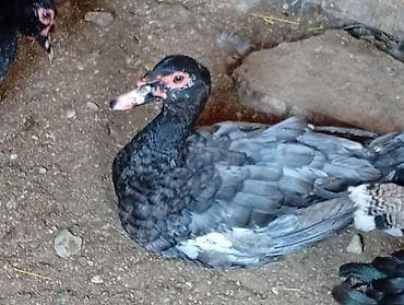 derzi quşu: Salam hazir çüt lal ördekler satiram 5 ayliqdilar çütleşirler dişi — 5