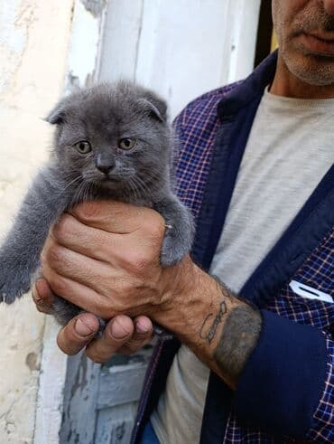 sanen kecileri: Britan — 5