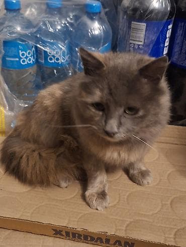 pişik satisi 2022: Dişi, Yaxşı əllərə, Ünvandan götürmə — 1