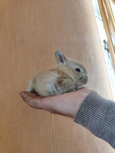 it yuvası satilir: Təmizdir. Sağlamdır. Ev dovşanı. Sahibinə öyrəşdikdə onu tanıyır, çox — 3