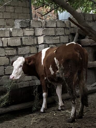 simmental inək cinsi: Dişi, Simental, il: 1, Südlük — 3