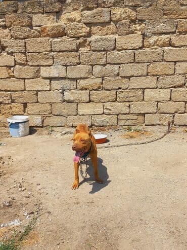 dişi pitbul: Pitbul, 2 il, Dişi, Ünvandan götürmə — 5