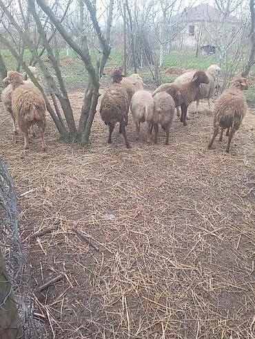 Məhsul: Qoyun sürüsü Təsvir:eryey qusular satılır 8 dene - Şəkildə