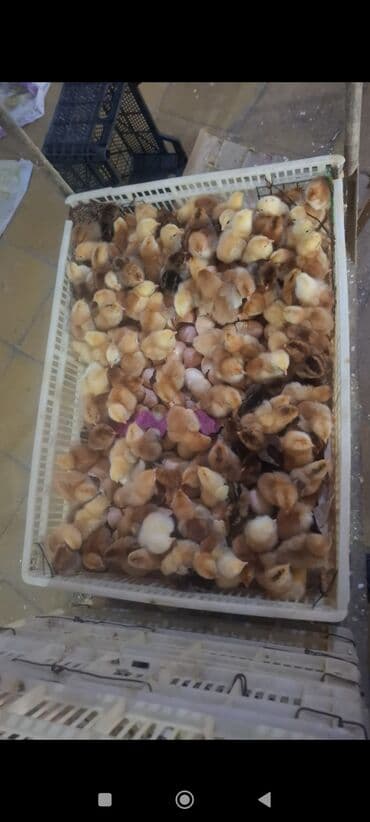 Ot doğrayan aparatlar: Azərbaycan, Azərbaycan dilində təlimat — 3