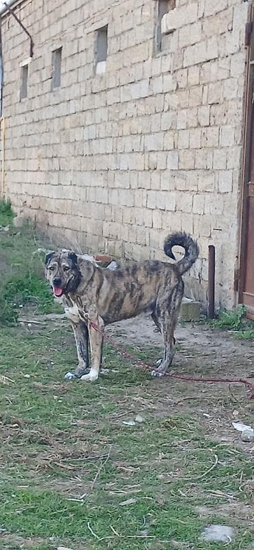 Digər heyvanlar: Qurdbasar, 2 il, Erkek — 1