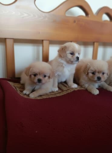 avçarka itləri: Pekines — 1