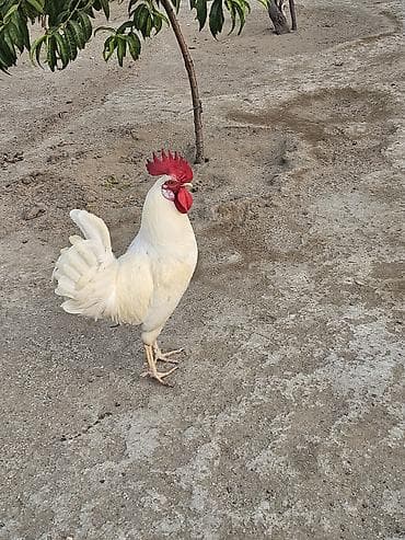 kend xoruzu: Ağ rəngli xoruz - Rəng: tam ağ tüklər, parlaq qırmızı çəngəl və — 3