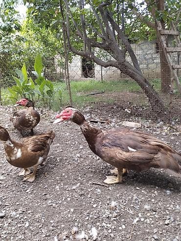 Musk ördəkləri (Muscovy) – qəhvəyi-ağ ləkəli rəngdə, geniş həyət və — 1