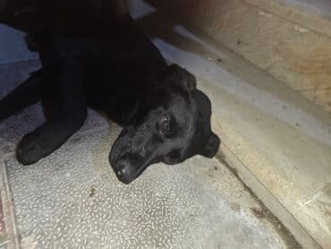 setteri it cinsinin digər adı: Qara rəngli it – orta ölçülü, qısa tüklü - Rəng: tam qara - Tüklər — 1