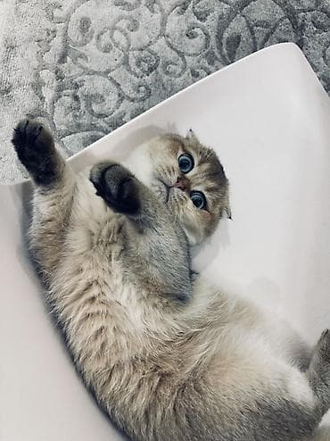 it adlari disi: Şinşilla, Erkək, Yaxşı əllərə — 2