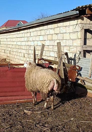 Atlar: Cavan heyvandı 1.yas 6 aylıqdi Qoçluq Toğludu heyvan surendi — 3