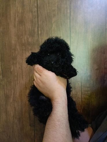 heyvanlar: Pudel, 2 ay, Erkek, Peyvəndli, Ödənişli çatdırılma — 3