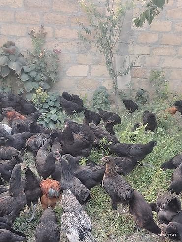 cuca: 🐔 Australorp Toyuqun cücələri satışda! Şəkildə qeyd olunmuş — 7