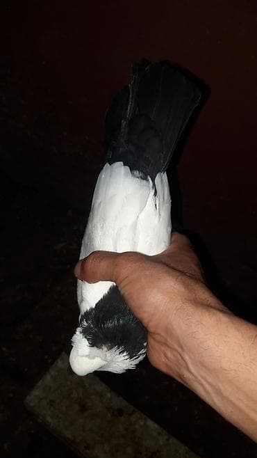 yorga at satilir: Hazir bala veren cutlerdeqi bawi kekili komru qara abrezler.tek — 9