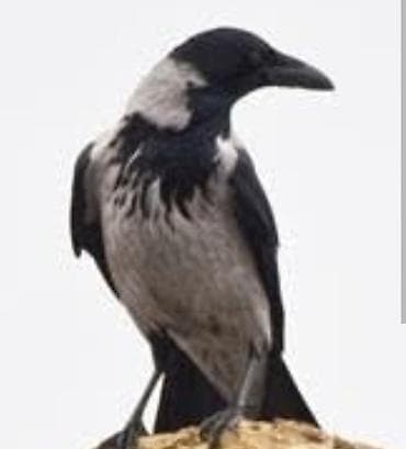 Texnikanın təmiri: Salam bayquş və ya qarğa balası satan tapan varsa alıram maks qiymət — 2