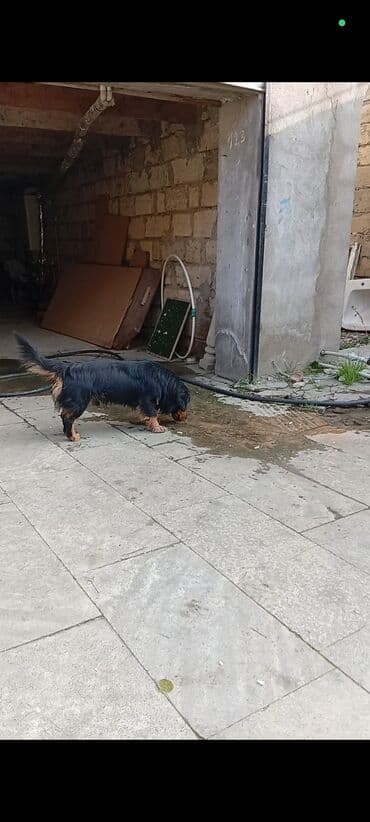 3D panellər: Sotluq – it balaca ölçülü ov iti (daxshund / taksa tipli) — 3