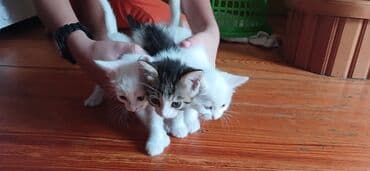 ağ pişik balası: Tabbi, Yaxşı əllərə — 4