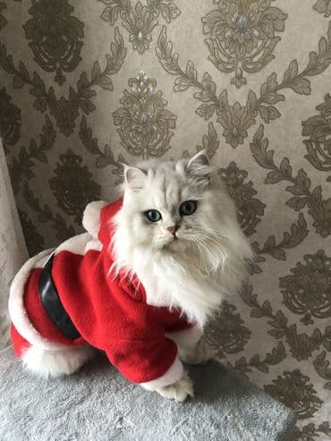 британская шиншилла баку: Шиншилла, Самец, Для вязки, Самовывоз — 4