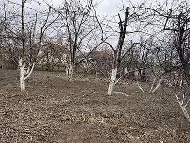 3 sot, Tikinti, Mülkiyyətçi, Kupça (Çıxarış)