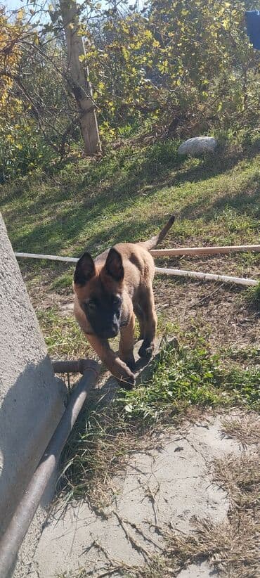 avçarka balaları: Belçika çoban iti, 3 ay, Dişi, Pulsuz çatdırılma — 6